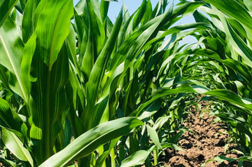 2024年玉米重大病蟲害防控技術(shù)方案