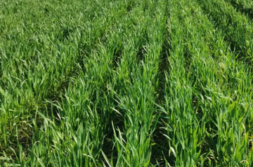 2024年小麥春季重大病蟲害防控技術(shù)方案