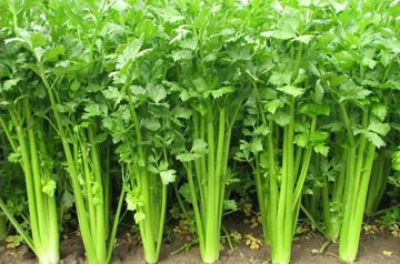 2024年芹菜病蟲害綠色防控技術(shù)方案