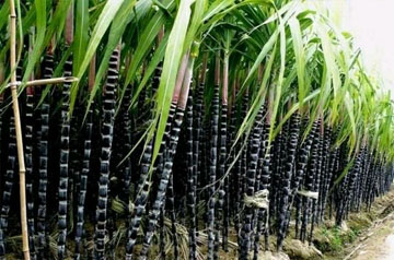 2024年甘蔗春季生產技術指導意見