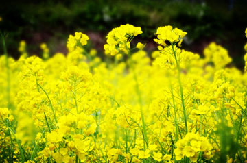 豐收不到手、田管不停歇 2024年冬油菜面積穩(wěn)中有增 長勢好于預(yù)期