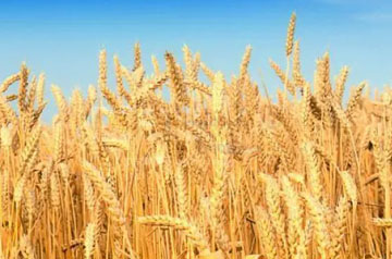 科研團隊發(fā)現(xiàn)小麥籽粒營養(yǎng)組成與其鎘鉛生物可給性有密切關(guān)系