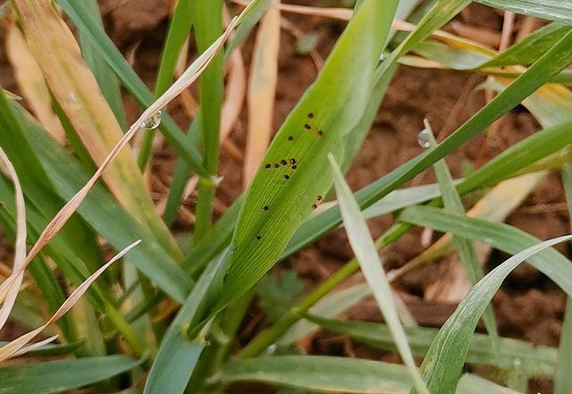 小麥紅蜘蛛和小麥條銹病防治指南 小麥紅蜘蛛和小麥條銹病防治指南