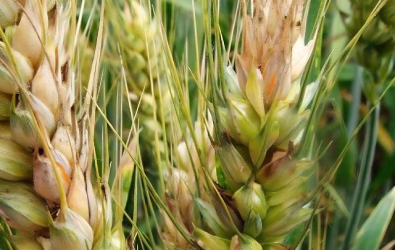 小麥赤霉病總體呈偏重發(fā)生趨勢 專家建議堅持至少兩遍防控不動搖 小麥赤霉病總體呈偏重發(fā)生趨勢 專家建議堅持至少兩遍防控不動搖