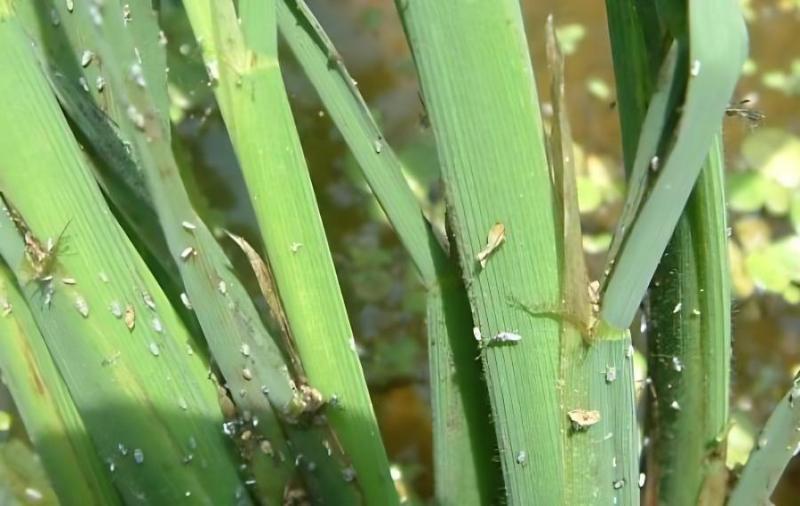 農(nóng)技專家:早造水稻警惕稻飛虱 農(nóng)技專家:早造水稻警惕稻飛虱