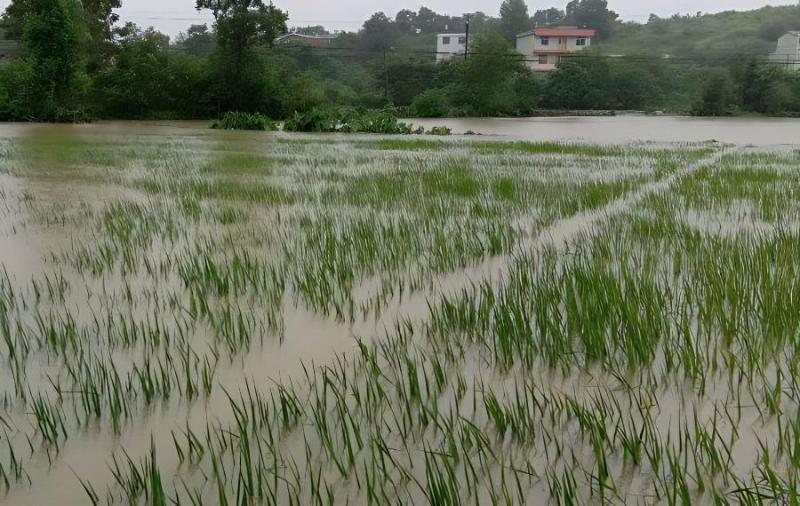當(dāng)前南方早稻應(yīng)對(duì)陰雨洪澇技術(shù)意見 當(dāng)前南方早稻應(yīng)對(duì)陰雨洪澇技術(shù)意見