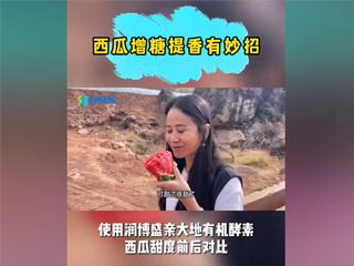 西瓜增糖提香有妙招，使用潤(rùn)博盛親大地有機(jī)酵素，西瓜甜度前后對(duì)比