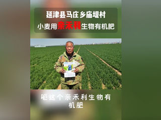 小麥?zhǔn)褂糜H禾利生物有機(jī)肥，延津縣馬莊鄉(xiāng)廟堤村農(nóng)戶(hù)感言
