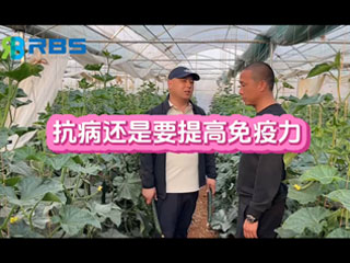 大棚黃瓜抗病還是要提高免疫力，云南元謀縣農(nóng)戶(hù)使用感言