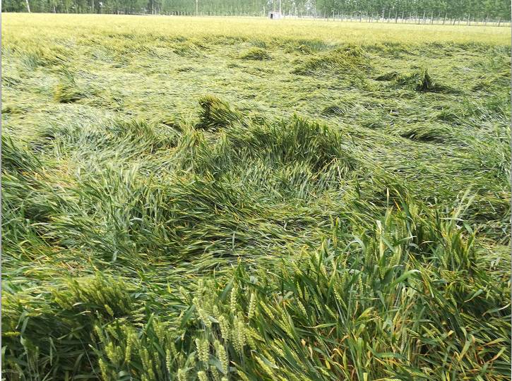 小麥倒伏后,怎么辦比較好