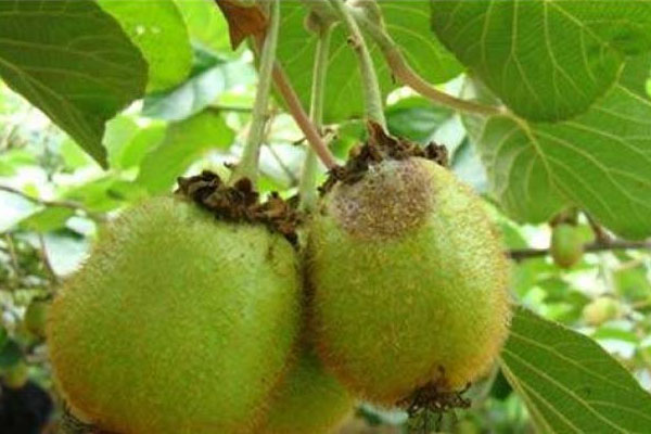 怎樣防控獼猴桃灰霉病