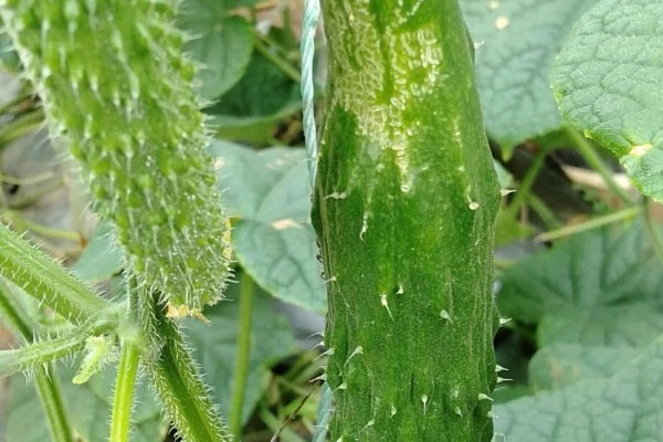 無刺小黃瓜薊馬發(fā)生嚴(yán)重，怎樣防治比較好