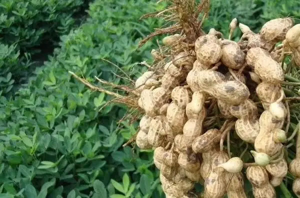 掌握六項栽培要點 保障花生穩(wěn)產(chǎn)高產(chǎn)