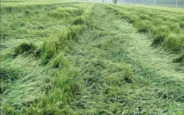 如何預防小麥后期倒伏？