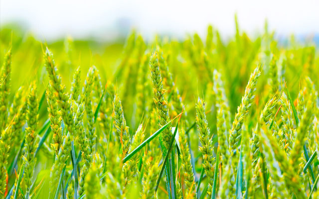 黃淮海小麥防范“干熱風”技術意見