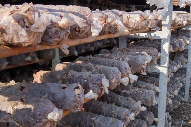 食用菌菌種的制作與保存要點(diǎn)