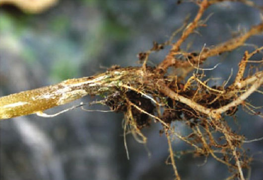 蔬菜根腐病危害大,治養(yǎng)結(jié)合效果好