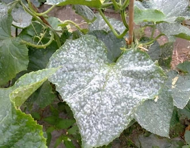 白粉病“禍害”作物多,提前預(yù)防是關(guān)鍵