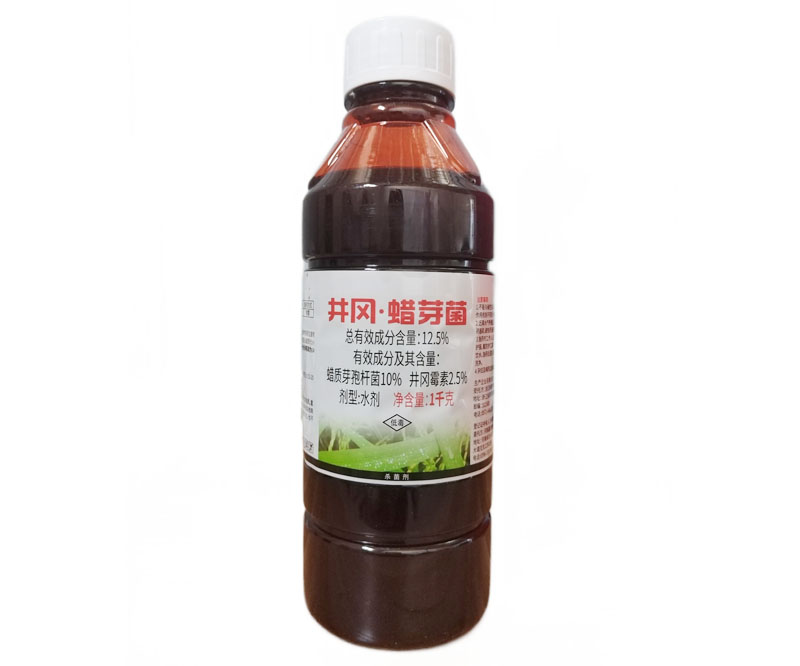 12.5%井岡蠟芽菌