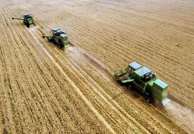 小麥?zhǔn)斋@遇到陰雨天該怎么辦，收獲后如何儲(chǔ)藏？