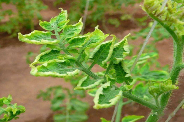 西紅柿卷葉怎么辦？分清癥狀再防治