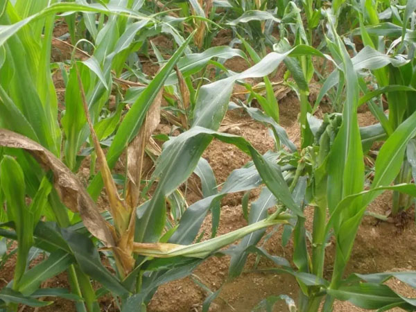 2024年春播玉米重大病蟲害發(fā)生預(yù)測(cè)與應(yīng)對(duì)措施