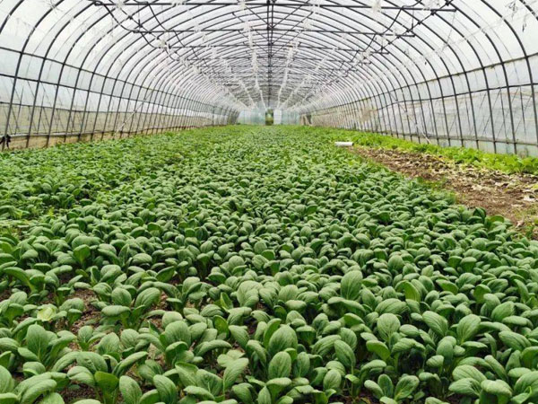 六月雨季蔬菜管理要點(diǎn)