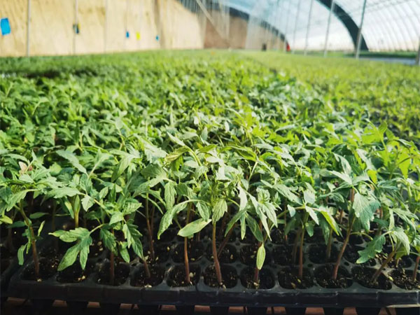 番茄越夏育苗技術(shù)