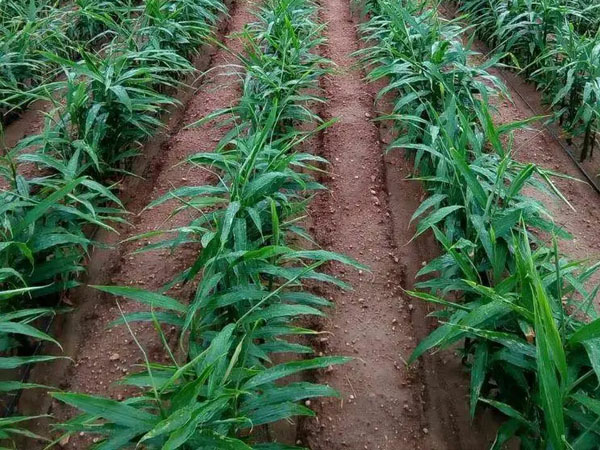 生姜需肥特性與施肥技術(shù)