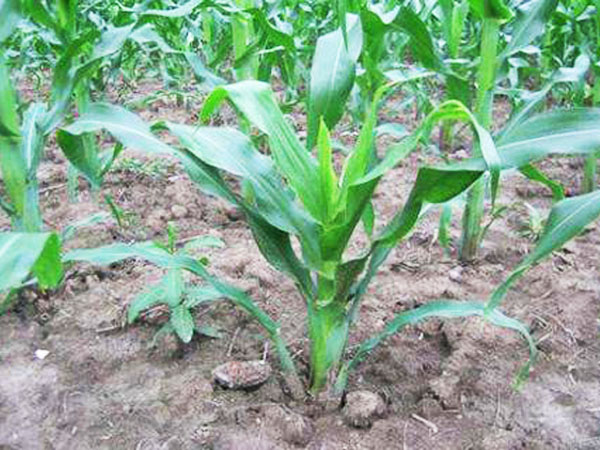 玉米苗期需警惕粗縮病