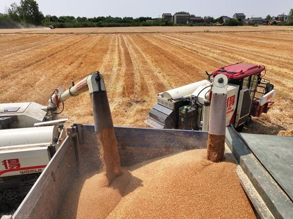 各級儲備收購陸續(xù)啟動，新麥價格有望穩(wěn)定在合理區(qū)間