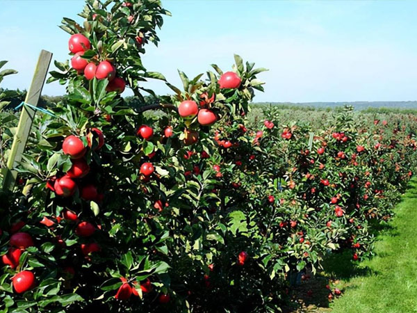 七月份蘋(píng)果園管理要點(diǎn)