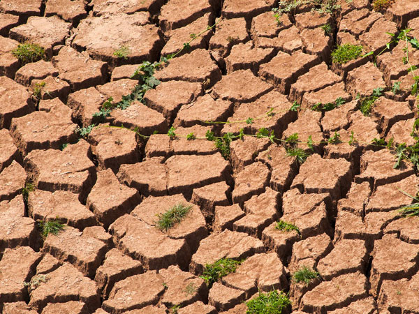 當(dāng)前黃淮?？购当Ｏ牟ゼ夹g(shù)意見(jiàn)