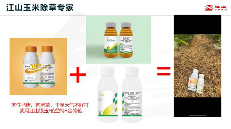 天氣干旱 玉米田超好用的除草劑配方！除草干凈，不傷苗！