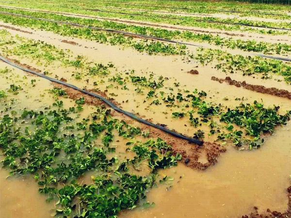 暴雨過后如何管好農(nóng)作物？