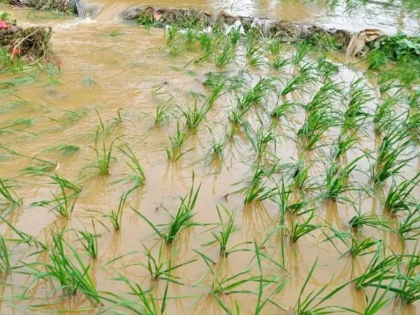 主要農作物大雨暴雨防災減災指南 主要農作物大雨暴雨防災減災指南