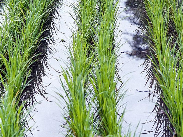 當前南方水稻防澇抗災技術意見 當前南方水稻防澇抗災技術意見