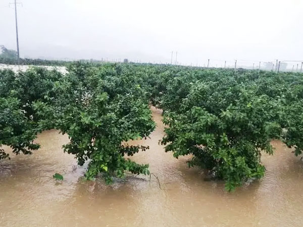 果樹遇水淹怎樣補救