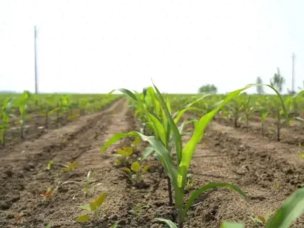 黃淮?？购低聿ゼ案姆N補種技術(shù)意見