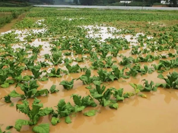 持續(xù)強降雨 專家支招設施蔬菜防災減災