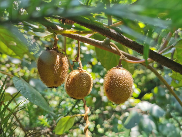 7月份獼猴桃管理要點