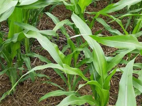 夏季玉米主要病蟲害有哪些 夏季玉米主要病蟲害有哪些