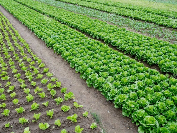 梅雨期拎穩(wěn)“菜籃子” 蔬菜生產(chǎn)指南來了！