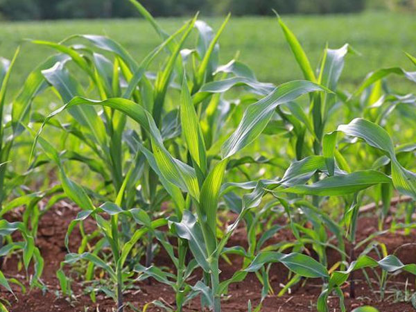 夏玉米種肥同播 夏玉米種肥同播