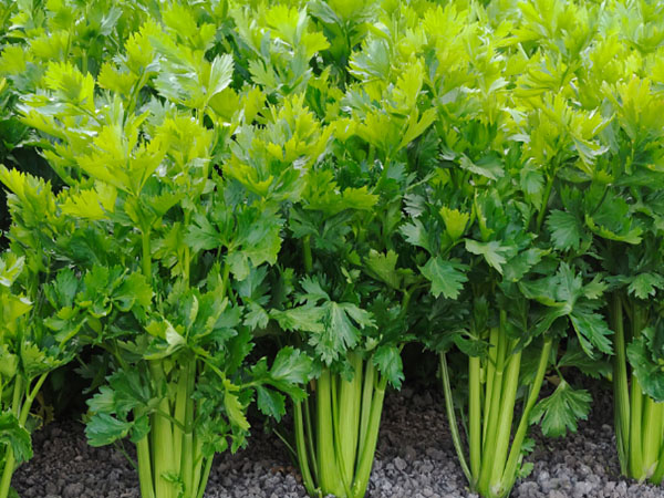 豇豆、芹菜、韭菜主要病蟲害綠色防控技術要點