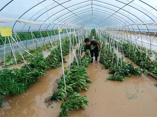 夏季雷雨天氣多 棚室防雨措施要跟上 夏季雷雨天氣多 棚室防雨措施要跟上