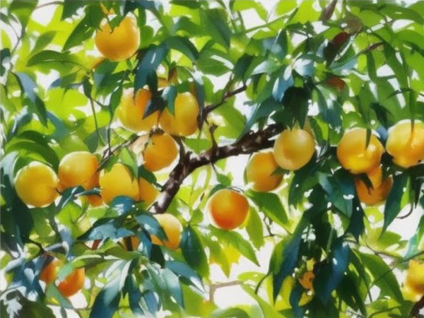 高溫天氣果樹如何安全度夏？