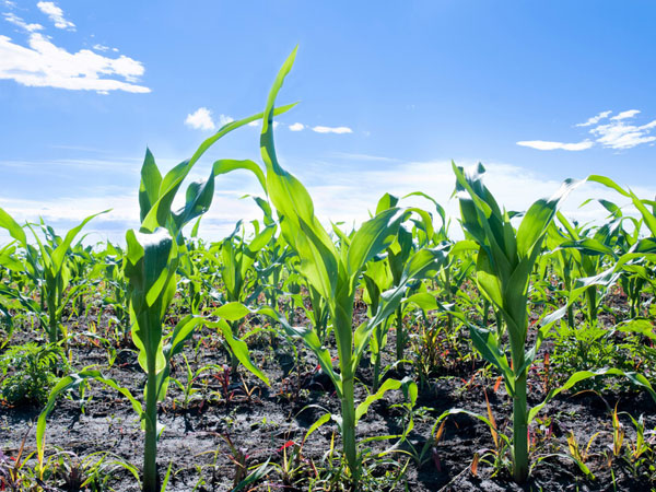 夏播玉米遇到強降雨田間怎么管理