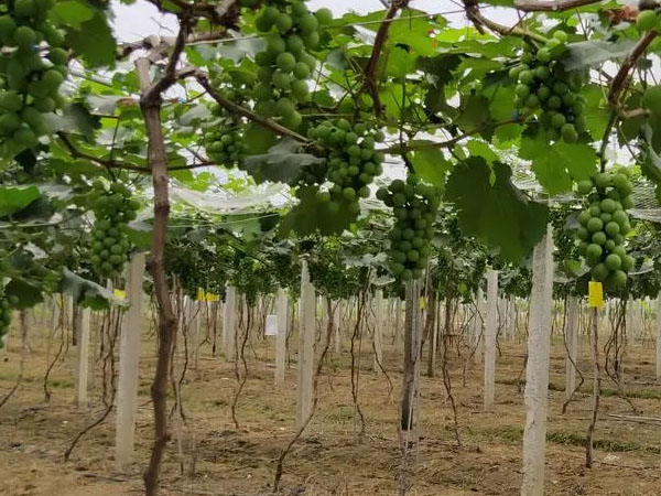 果農(nóng)應(yīng)當(dāng)如何應(yīng)對(duì)暴雨漬澇災(zāi)害？易引起爛根死根要及時(shí)排水清淤