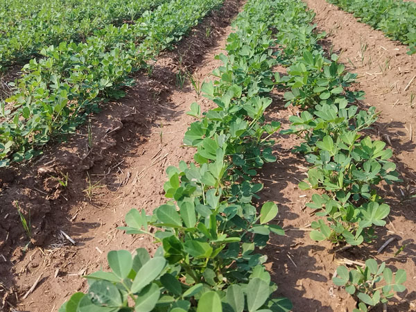 花生種植過(guò)程中主要病蟲(chóng)害防治措施